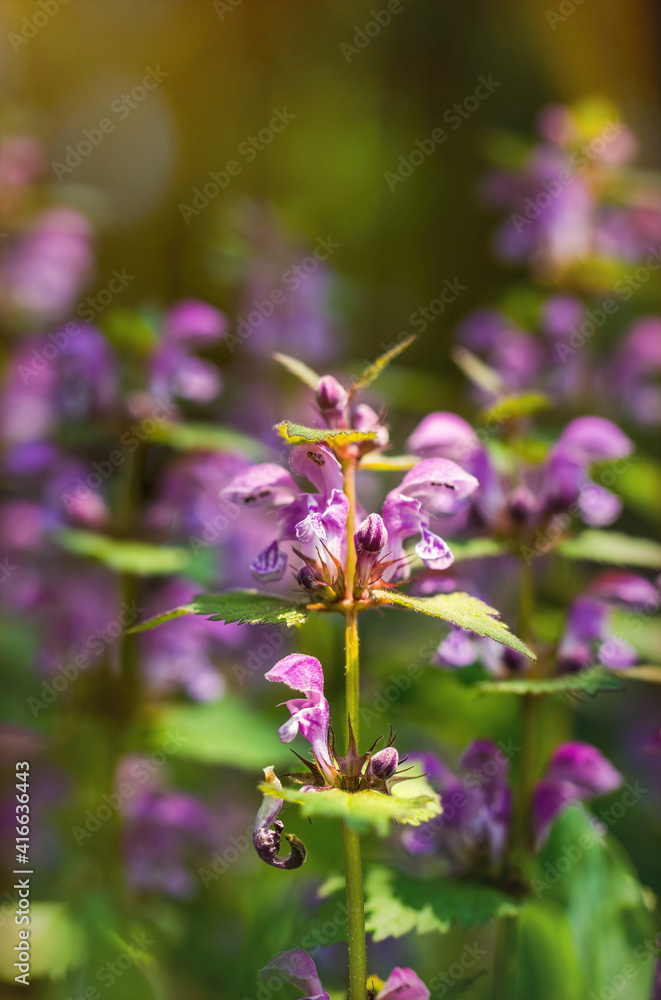 Flowering forest cornflowers. Sunny spring meadow Flowering forest cornflowers. Sunny spring meadow