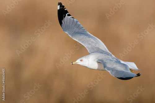 Ring-billed Gull