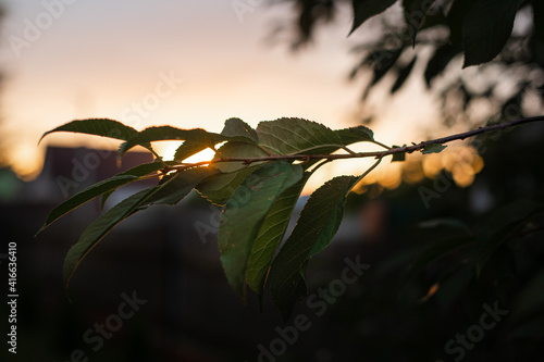 Close-up of a tree branch with green leaves in evening sunlight against blue sky at sunset.