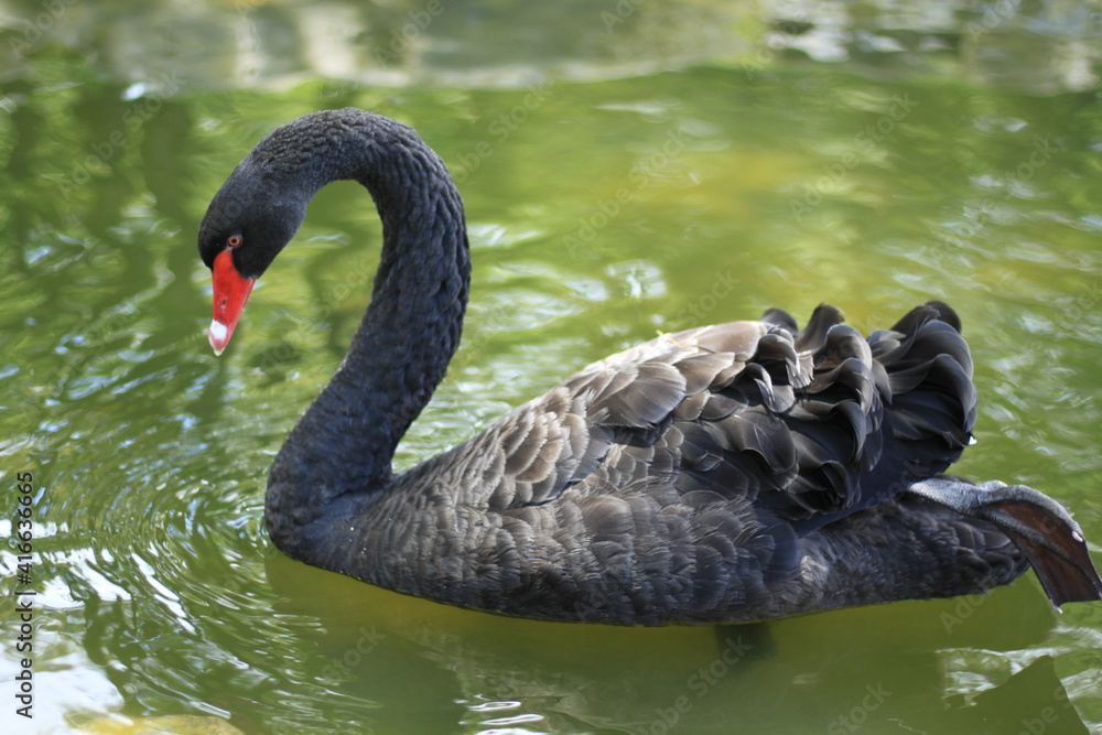Obraz premium black swan