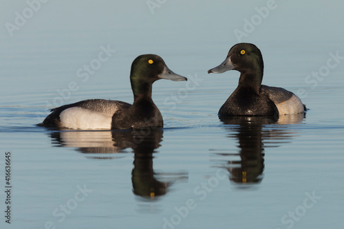 Greater scaup drakes photo