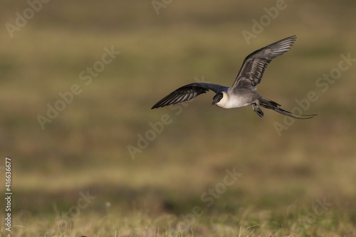 Long-tailed jaeger flying