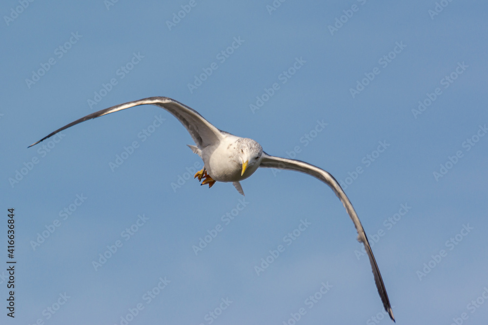 Gaviota argéntea en el parque de Loranca. Gaviota argéntea en el parque de Loranca.