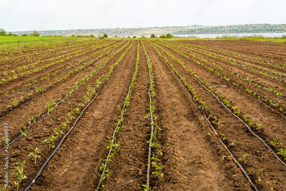 agriculture field with green sprouts of tomatoes agriculture field with green sprouts of tomatoes