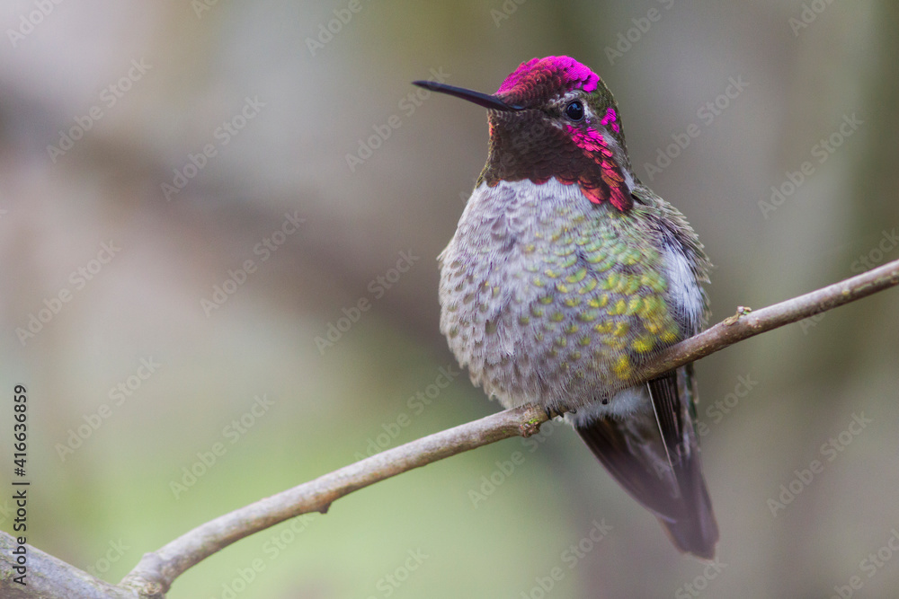 Fototapeta premium Anna's hummingbird