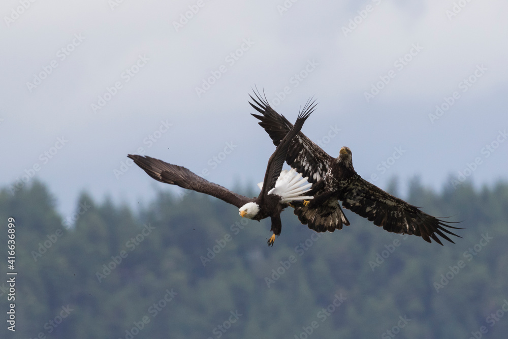 Immature bald eagle trying to steal a meal from adult Immature bald eagle trying to steal a meal from adult