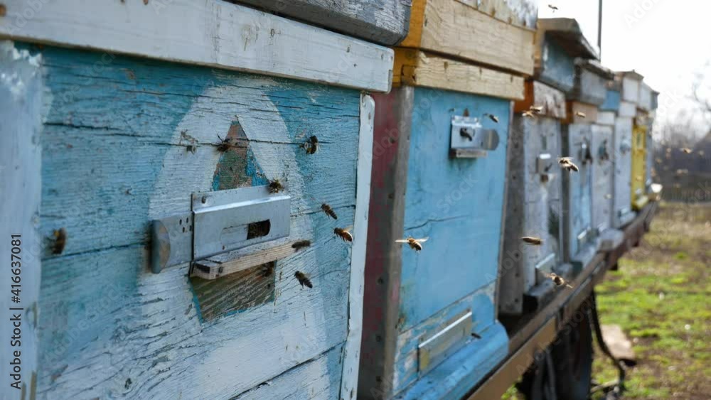 small fast bees flying in and out of the hole in the hive small fast bees flying in and out of the hole in the hive
