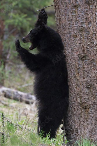 Black bear scratching post © Danita Delimont