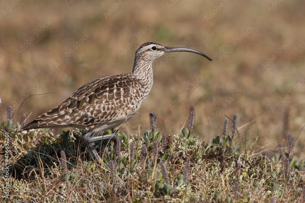 Bristled-thighed curlew, Artic tundra Bristled-thighed curlew, Artic tundra