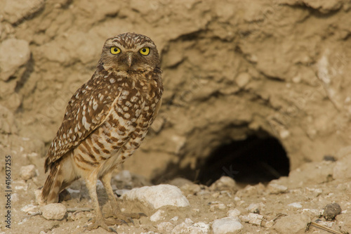 Photography Burrowing owl at nest burrow entrance