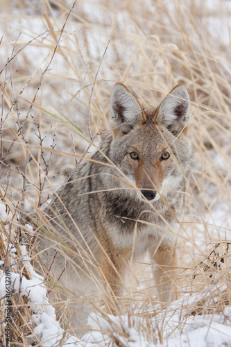 Coyote  winter predator