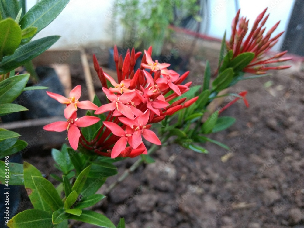 red and green red and green