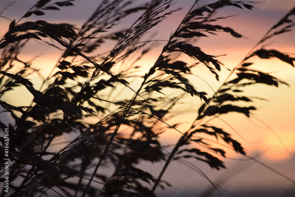 Obraz premium Florida beach grass