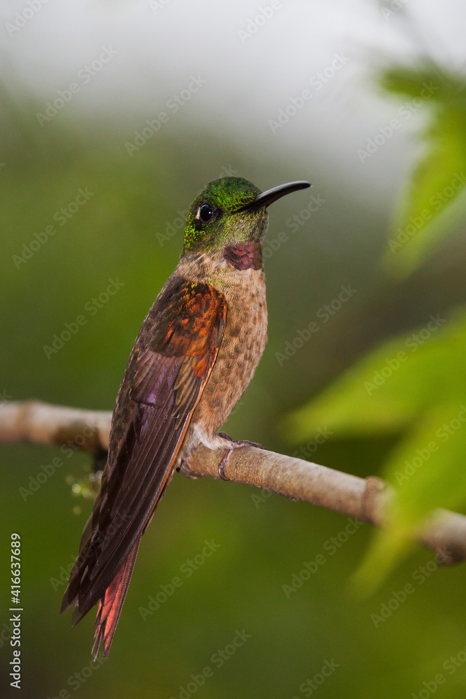 Fototapeta premium Fawn-breasted brilliant hummingbird