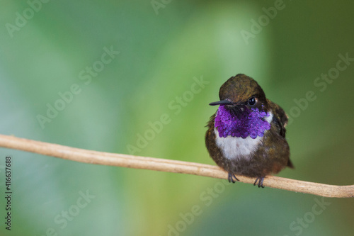 Purple-throated woodstar photo