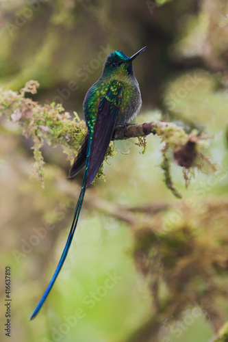 Tableau sur toile Violet-tailed sylph hummingbird