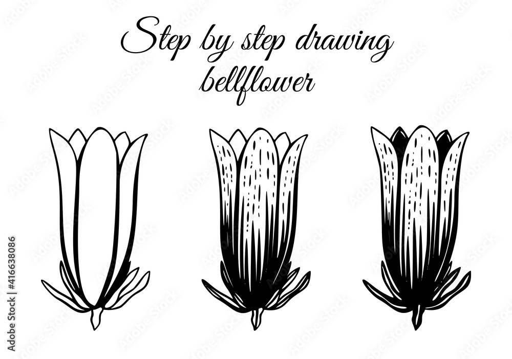 How to draw bellflower step by step vector illustration. Drawing
