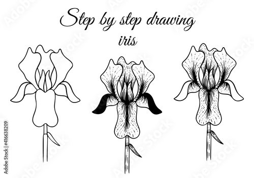 How to draw iris step by step vector illustration. Drawing tutorial