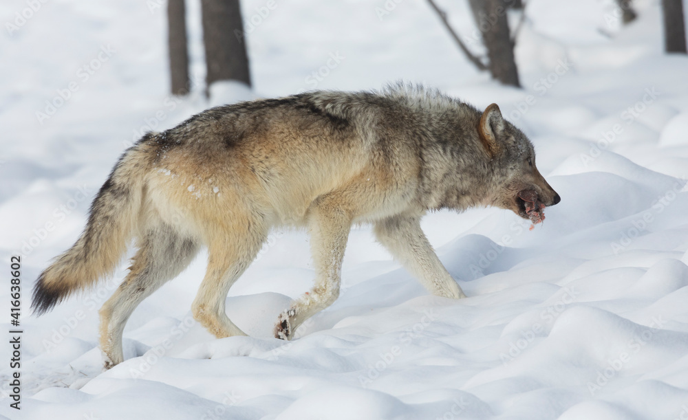Gray wolf with cache of meat to hide Gray wolf with cache of meat to hide