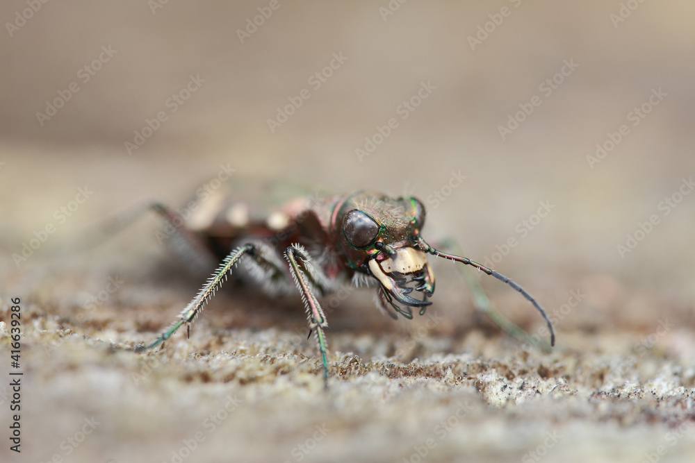 Tiger Beetle