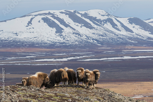 Musk ox herd in Arctic environment
