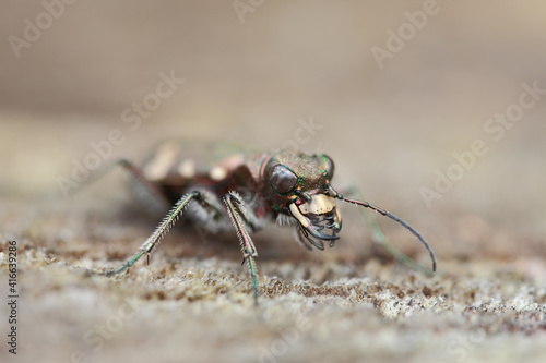 Tiger Beetle © Stockfotos