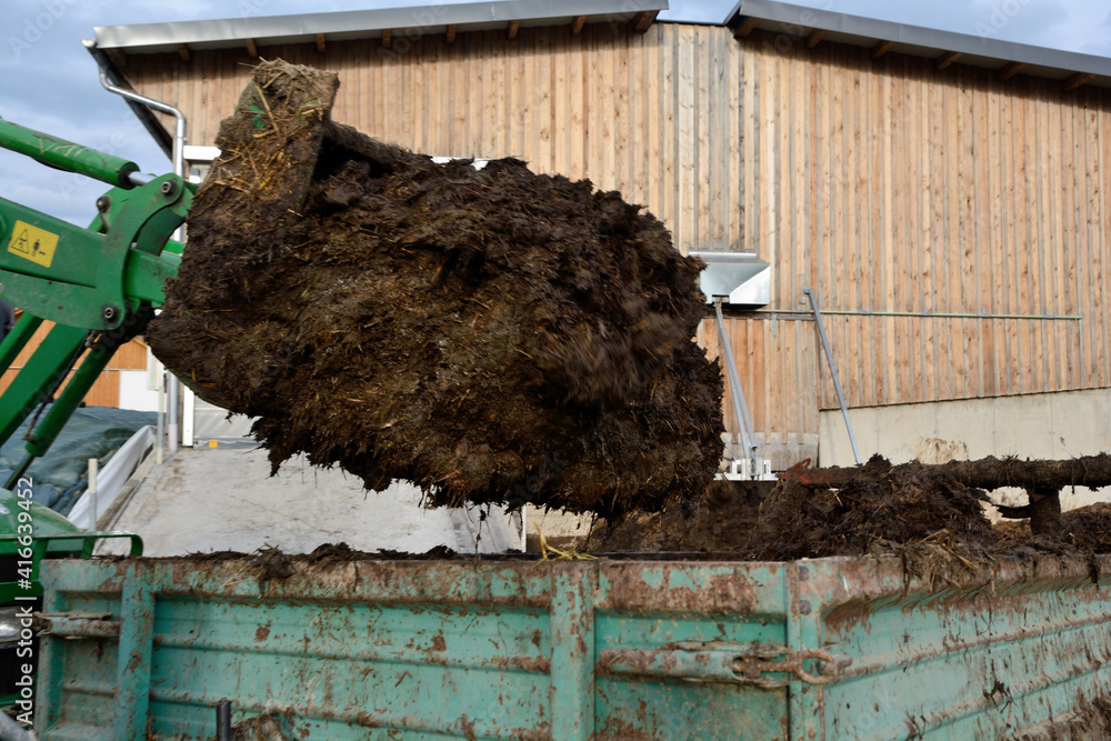 Cow Dung Is Loaded With Tractor