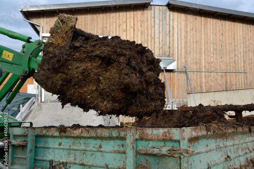 Obraz na płótnie Cow Dung Is Loaded With Tractor w salonie