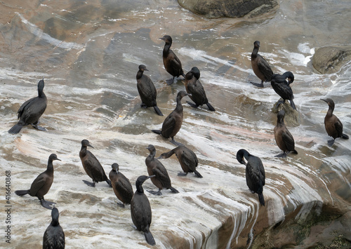 A flock of cormorants resting on a rock at Depoe Bay Oregon.