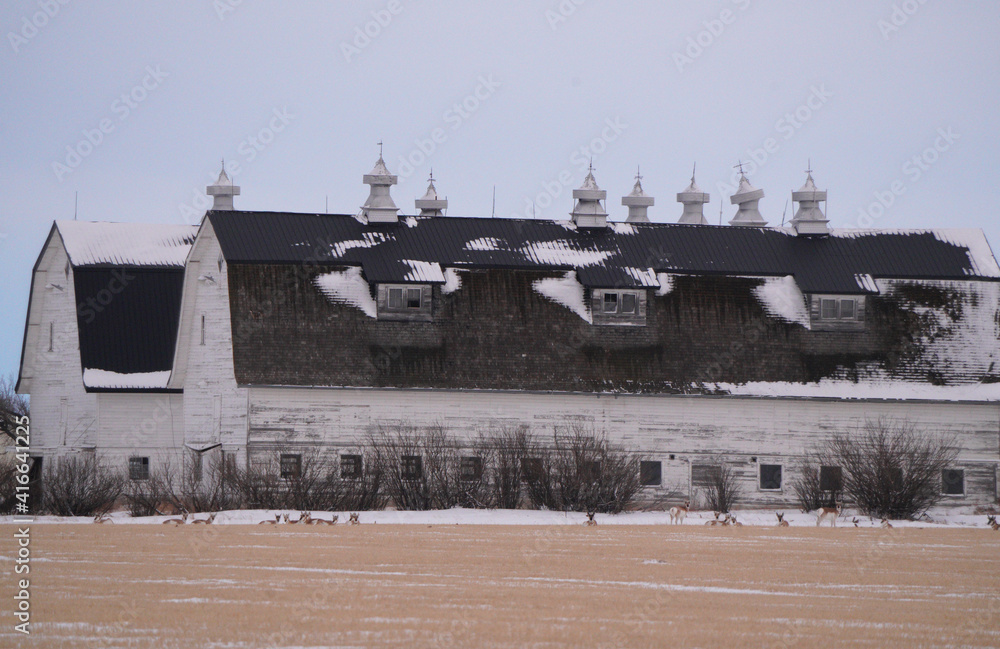 Fototapeta premium Prairie Winter Scene