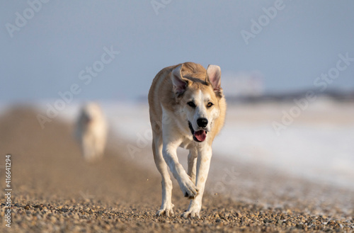 Dog Running Winter