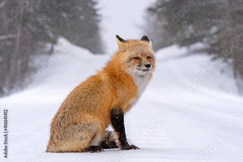Fox in Winter © pictureguy32