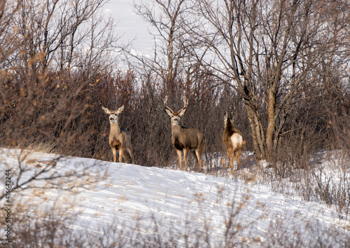 Deer in Winter