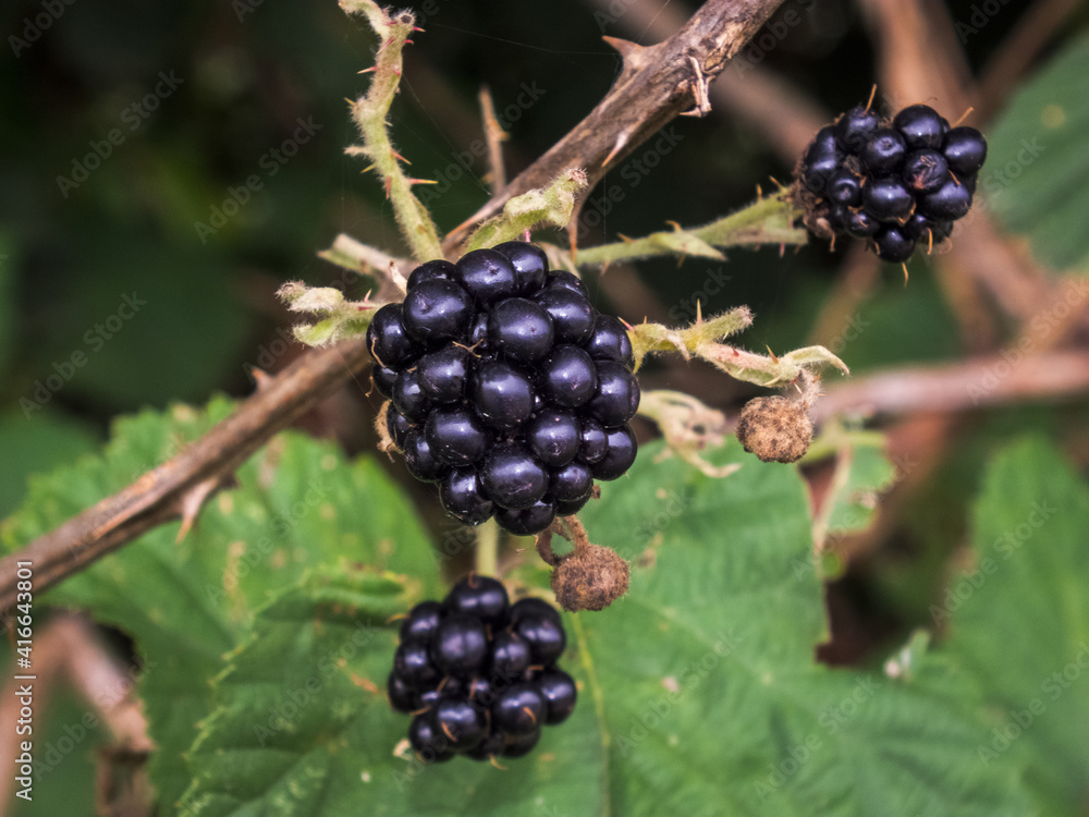 blackberry blackberry