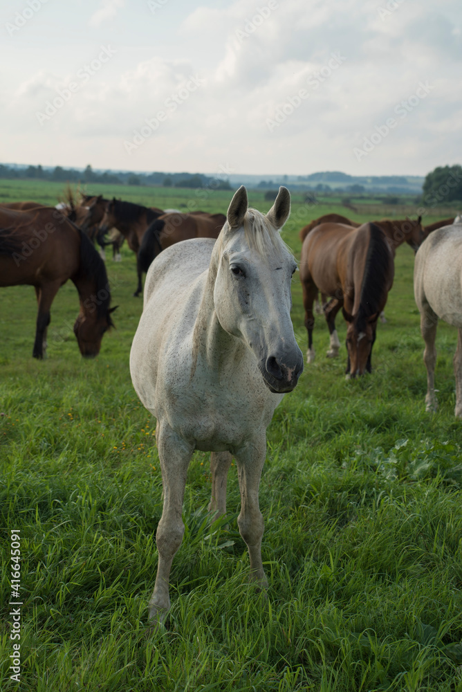 horses on the meadow