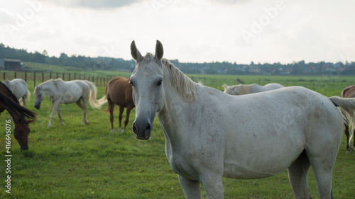 horse in the meadow © Рома Драныш