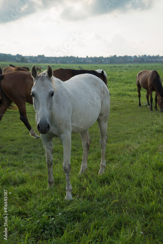 horses on the meadow © Рома Драныш