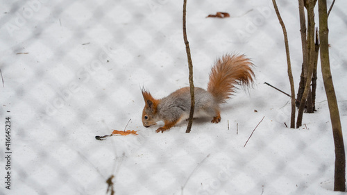 
squirrel in the snow looking for food