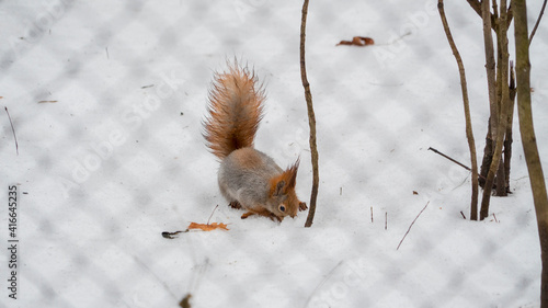 
squirrel in the snow looking for food