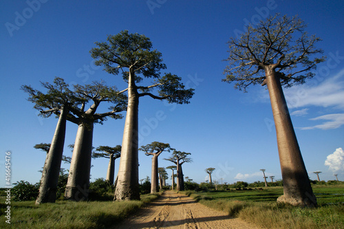 Valokuvatapetti Grandidier's baobab trees along the Avenue des Baobabs, Morondava, Madagascar