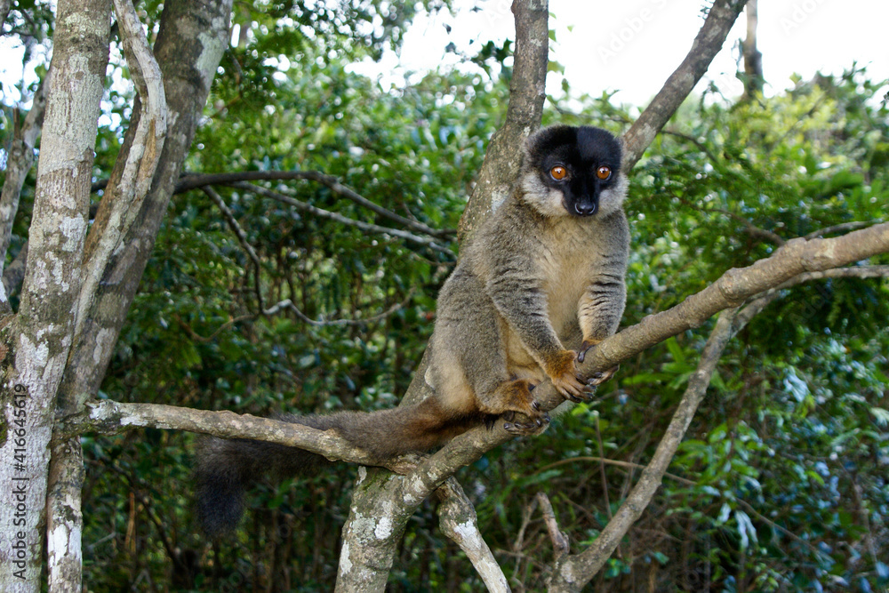 Obraz premium Brown lemur sitting in a tree, Lemurs Island, Andasibe National Park (Perinet), Madagascar