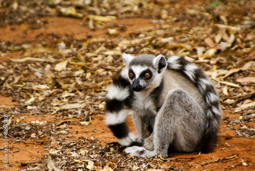 Fototapeta Naklejka Na Ścianę i Meble -  Ring-tailed lemur sitting with long tail curved around its body, Berenty, Madagascar