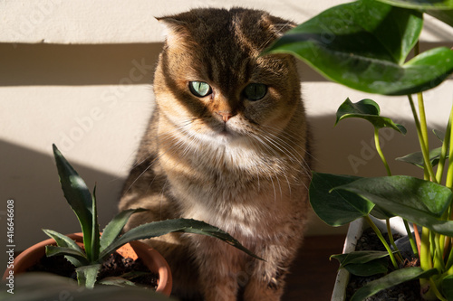 Beautiful scottish fold cat with green eyes lit by the sun surrounded by leaves