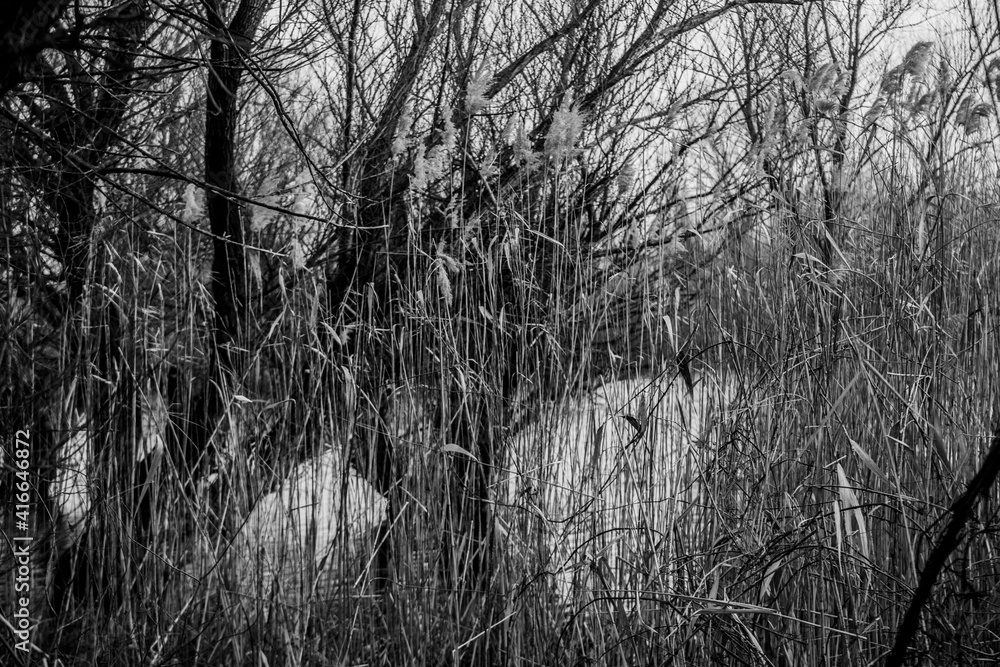 Fototapeta premium black and white image of a tree