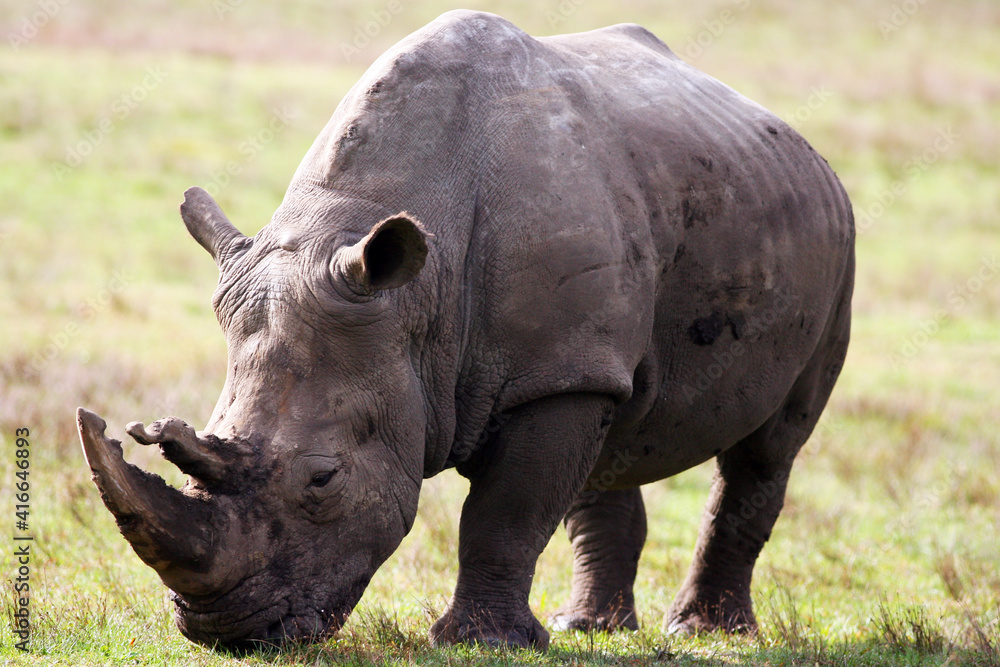 Fototapeta premium Black Rhino