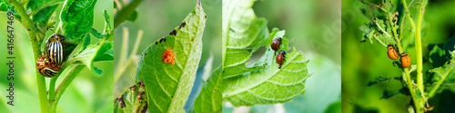 Colorado potato beetle. Some developmental stages. Adult beetles, eggs, second and fourth age. Agricultural pest. Collage photo