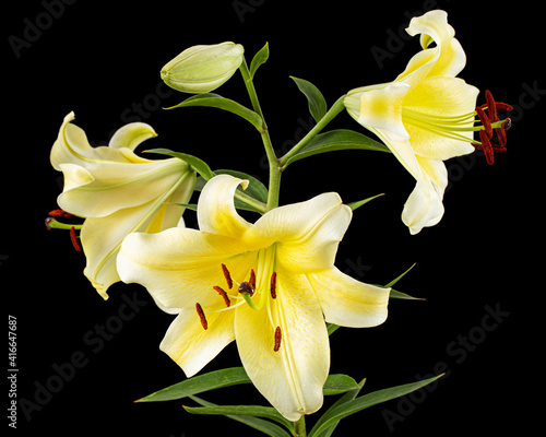 Flower of yellow oriental lily  isolated on black background
