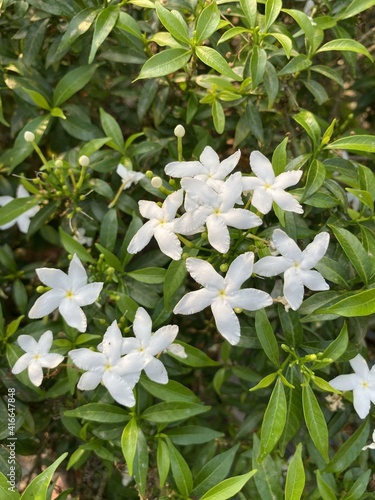 White inda flower in nature garden