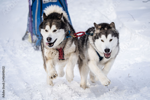 A dog husky run in the snow