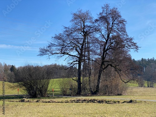 Late winter and early spring on the Bergweiher pond and on the slopes of the Horgenberg hill, Horgen - Canton of Zürich (Zuerich or Zurich), Switzerland (Schweiz) photo